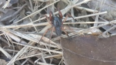 Corinnidae