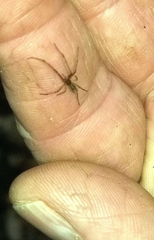 Tetragnathidae