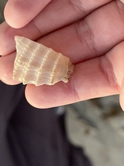 Cyrtopleura costata