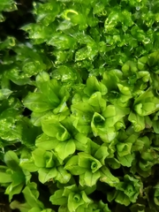 Syntrichia latifolia