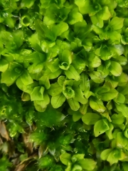 Syntrichia latifolia