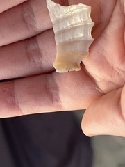 Cyrtopleura costata