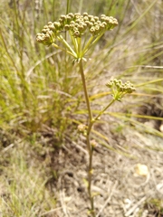 Lichtensteinia latifolia