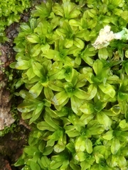 Syntrichia latifolia