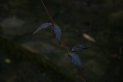 Gelsemium sempervirens