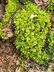 Syntrichia latifolia