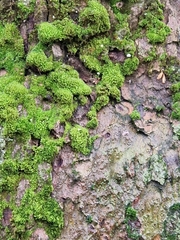 Syntrichia latifolia