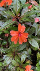 Impatiens