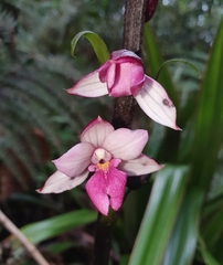 Calanthe sylvatica