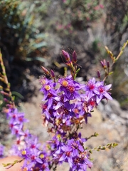 Calytrix leschenaultii