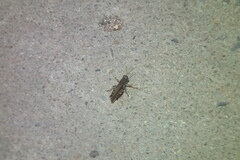 Xenocatantops brachycerus