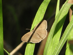 Hermeuptychia sosybius