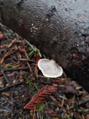 Scytinotus longinquus