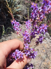 Calytrix leschenaultii