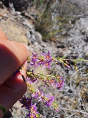 Calytrix leschenaultii