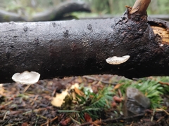 Scytinotus longinquus