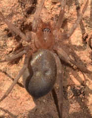 Mesiotelus