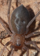 Mesiotelus