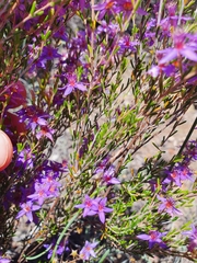 Calytrix leschenaultii