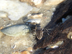 Ellipsoptera marginata