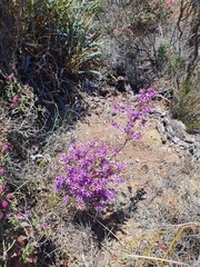 Calytrix leschenaultii