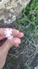 Silene colorata