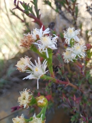 Ruschia tenella