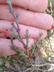 Ruschia tenella
