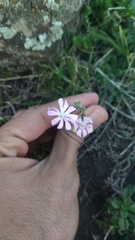 Silene colorata