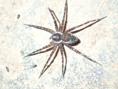 Dolomedes mizhoanus