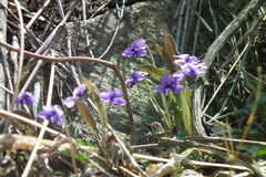 Viola philippica