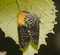 Mooreana trichoneura