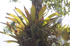 Bromelioideae