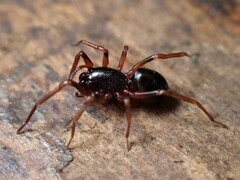 Oedignatha mogamoga
