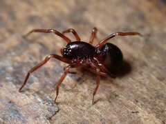 Oedignatha mogamoga