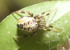 Araneus venatrix
