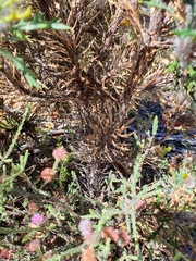 Banksia vestita