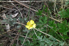 Potentilla flagellaris