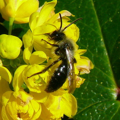 Andrena cineraria