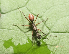 Dolichoderus attelaboides