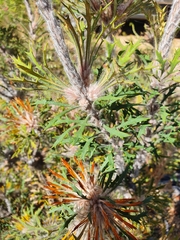 Banksia vestita