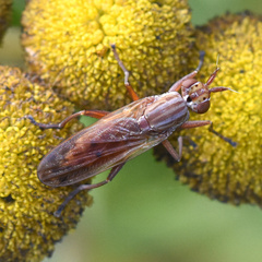 Sciomyzidae
