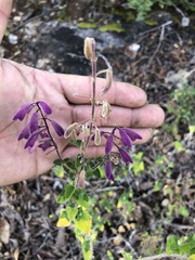 Salvia semiatrata