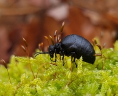 Meloe rugosus