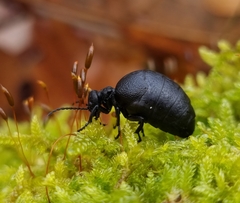 Meloe rugosus