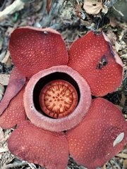 Rafflesia kerrii