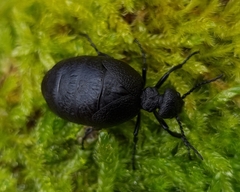 Meloe rugosus