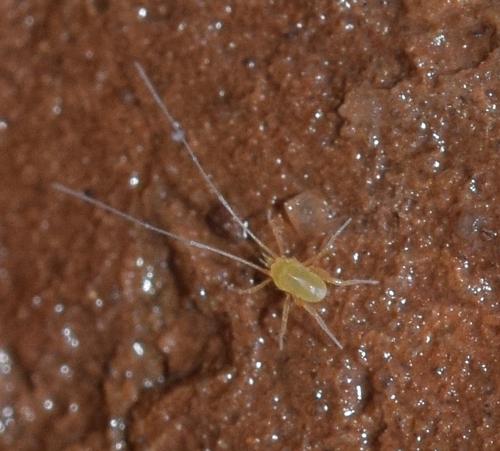 Representative image of Linopodes motatorius