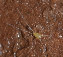 Linopodes motatorius