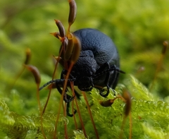 Meloe rugosus